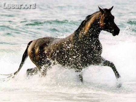 MON BB JE T ADORS MON CHEVAL